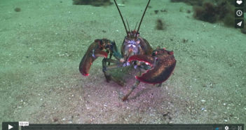 VIDEO – Dive Nova Scotia Dive Nova Scotia