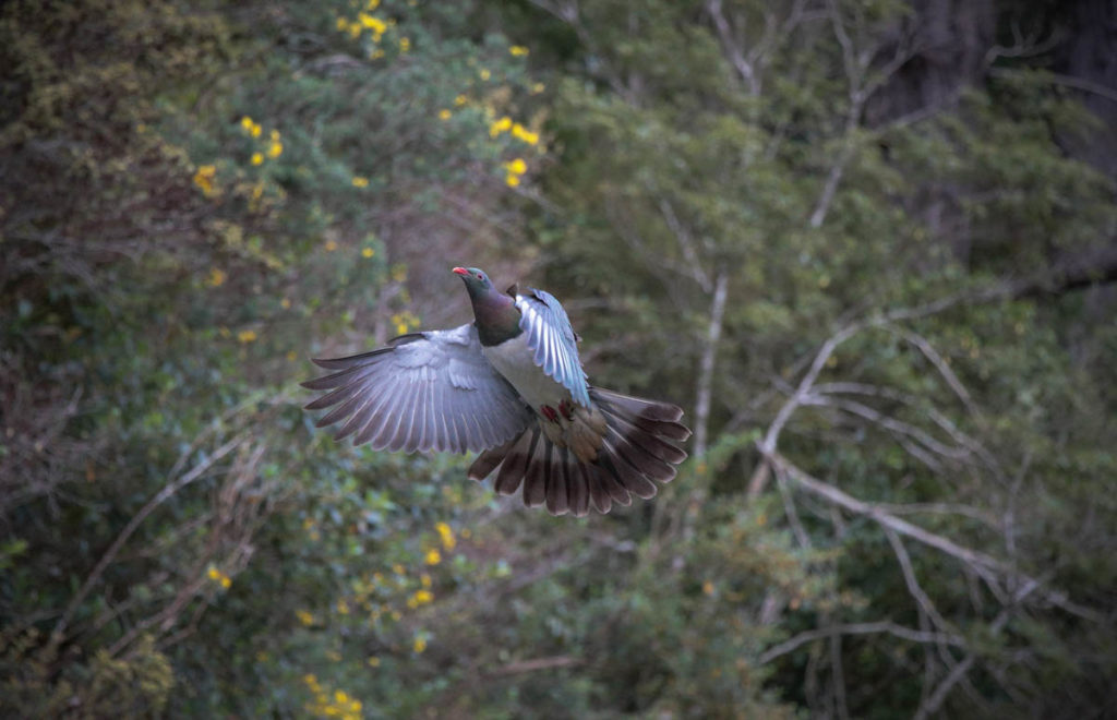 kereru-count-october