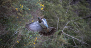 Great Kererū Count has flown kereru-count-october