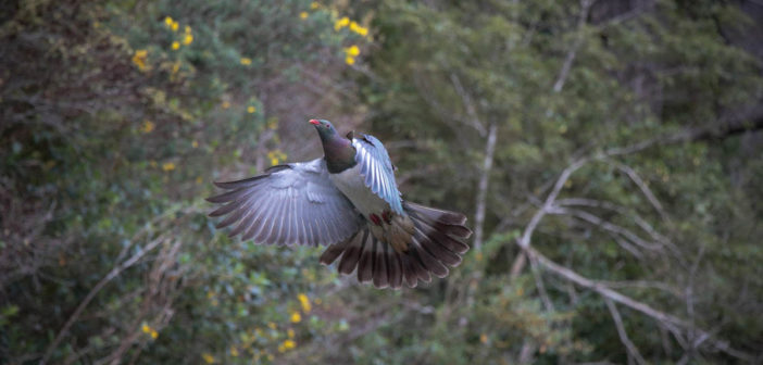 kereru-count-october