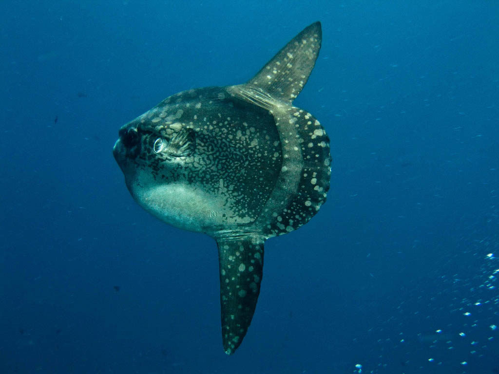 Mola Mola