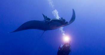 Amazing Autumn Savings on Dive Trips with Regaldive at DIVE 2017 Regaldive Sale