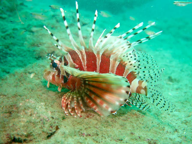 Hat Nai Yang, Phuket Island, Thailand