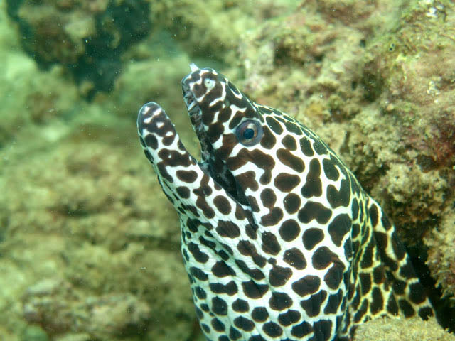 Hat Nai Yang, Phuket Island, Thailand