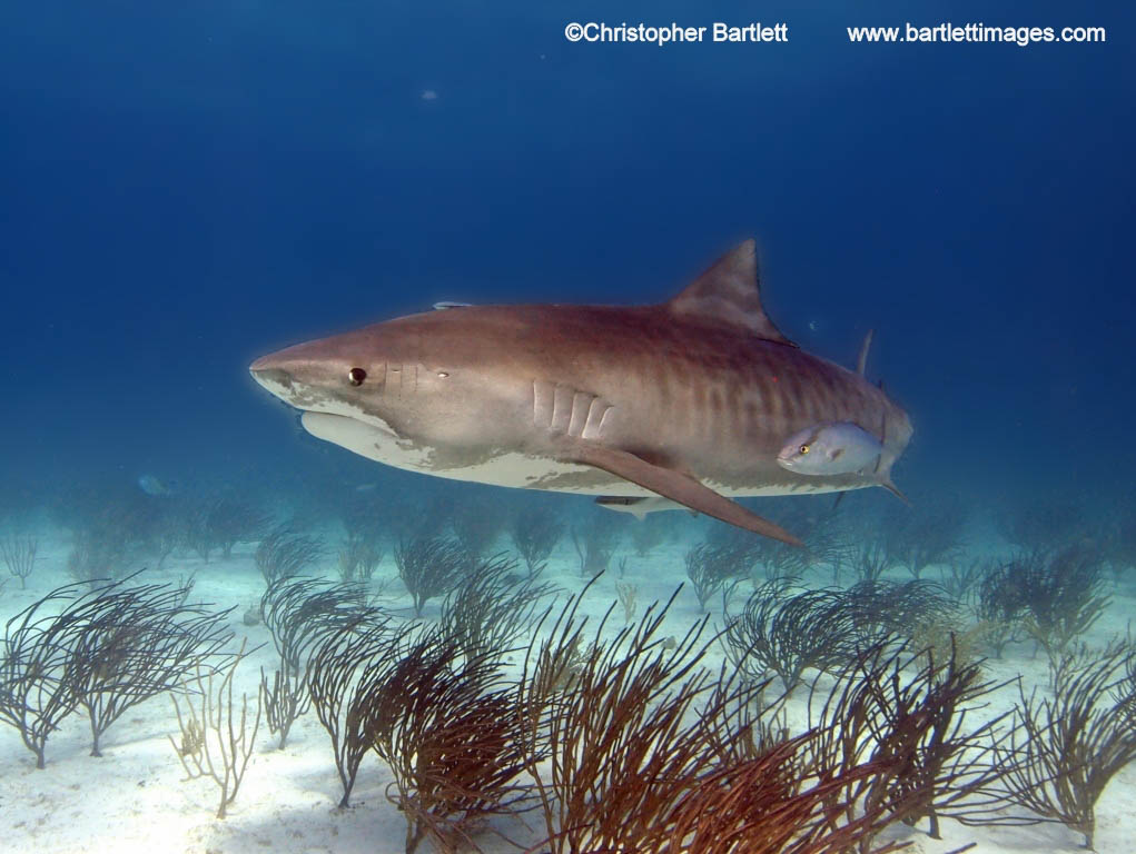 Big Shark Safari