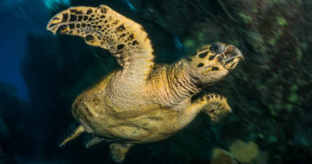 Duxy joins Emperor Divers with new 2018 Red Sea trips Emperor Divers