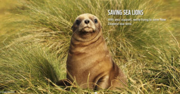 New squid plan a step towards protection for New Zealand sea lions Sea Lions