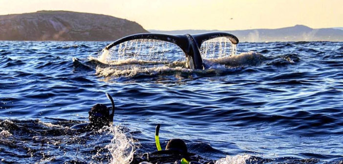 Ocean Quest Humpback Whales