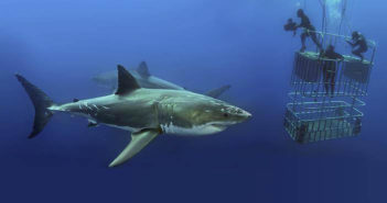 shark-cage-diving-liveaboard-com-16-01-18-2