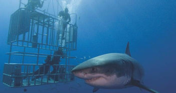 Shark Cage Diving