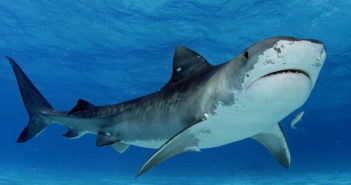 Tiger shark that kills diver a reminder not all act the same Tiger Shark
