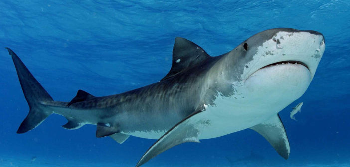 Tiger Shark