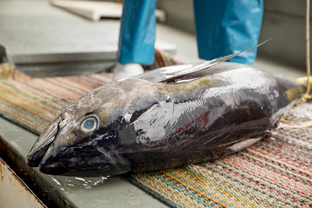 Tuna tagging and blockchain project filming, Fiji, December 2017