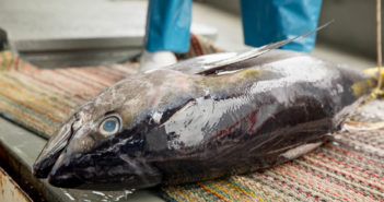 Tuna tagging and blockchain project filming, Fiji, December 2017