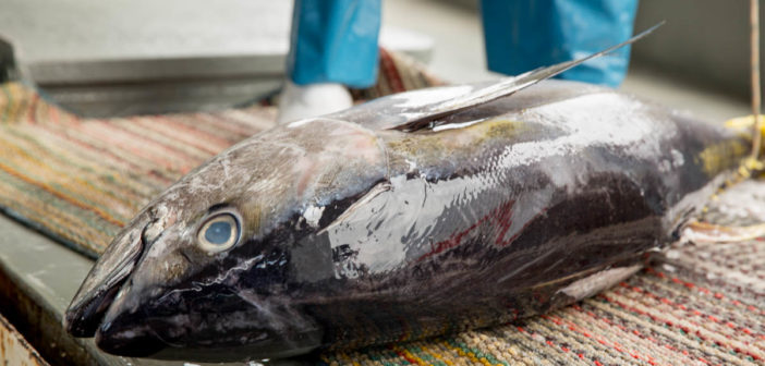 Tuna tagging and blockchain project filming, Fiji, December 2017