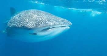 Whale Sharks