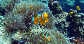 Scuba Diving with Blue View Divers on Koh Phi Phi Ellis