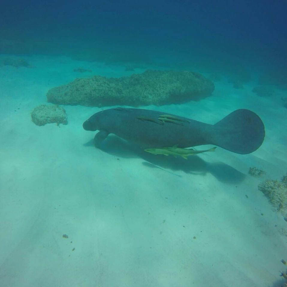 Scuba Diving Dominican