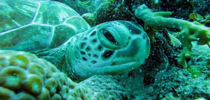 Scuba Diving Dominican