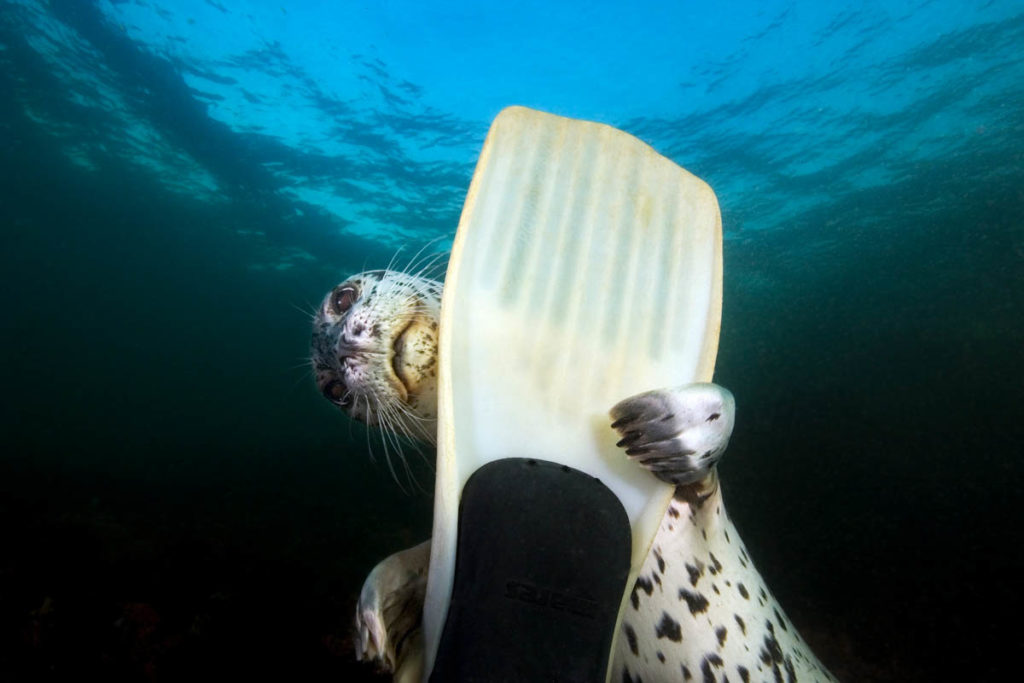 Playful young Harbour Seal (Phoca vitulina) underwater in the Strait of Georgia, British Columbia, Canada.