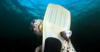 Playful young Harbour Seal (Phoca vitulina) underwater in the Strait of Georgia, British Columbia, Canada.