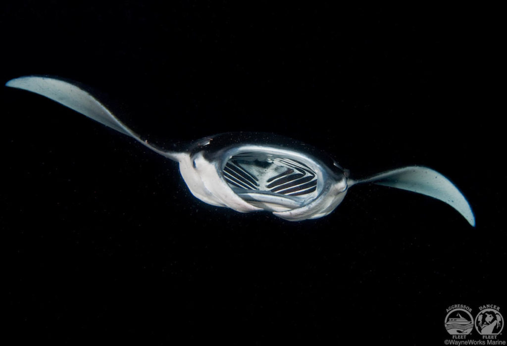 Manta