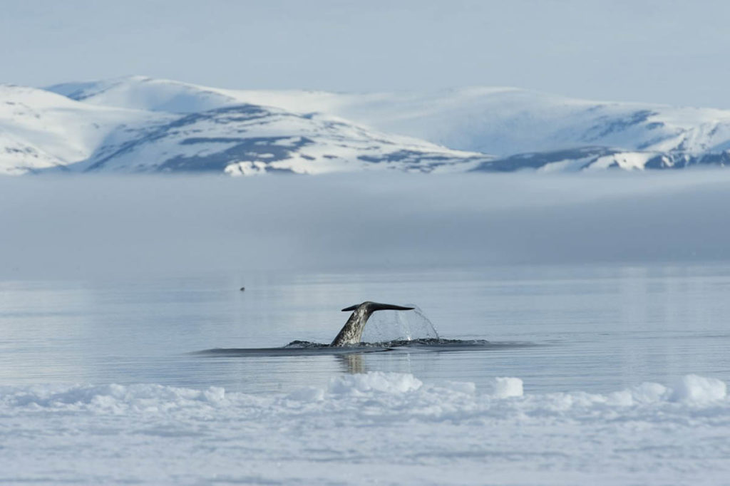 Arctic Kingdom