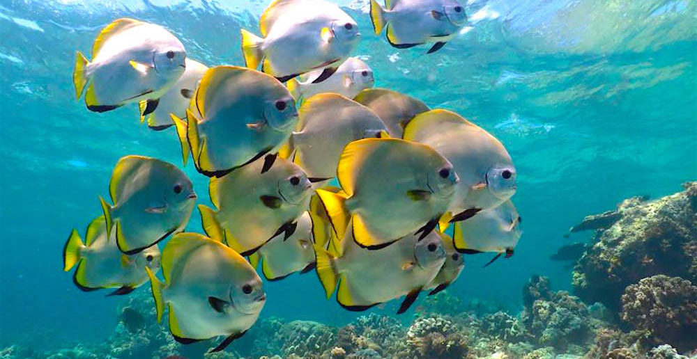 Bat Fish in Sipadan, Malaysia. Copyright Vicki Jones