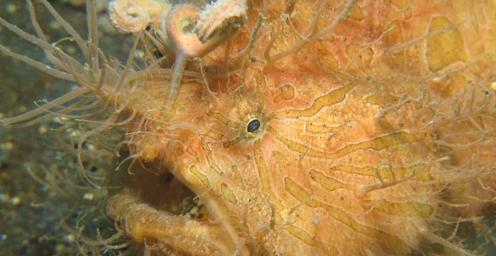 Hairy Frogfish in Lembeh Strait. Copyright Vicki Jones