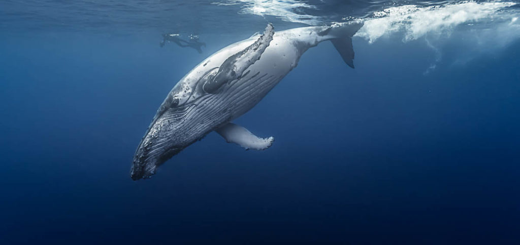 Gorgeous humpback whale, Réunion island - France.