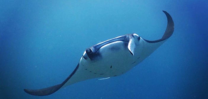 Manta ray in Indonesia - Copyright Vicki Jones
