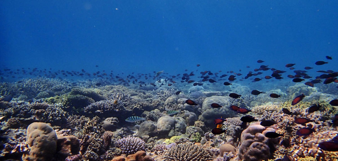 diving-comoros