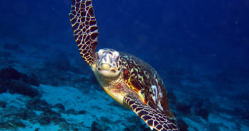 Scuba Diving in the Comoros diving-comoros
