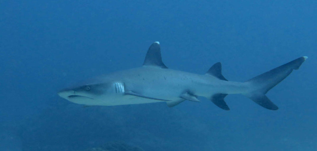 diving-comoros