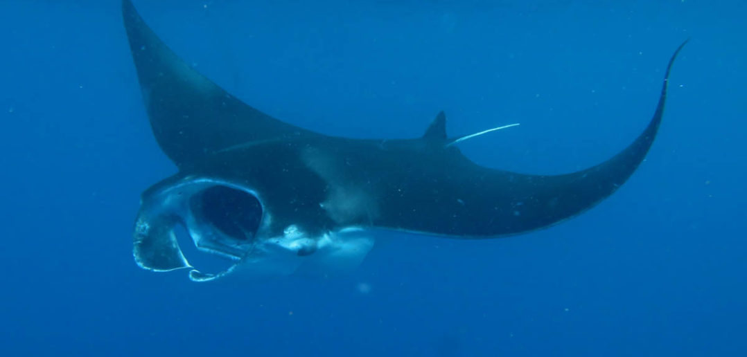 diving-comoros