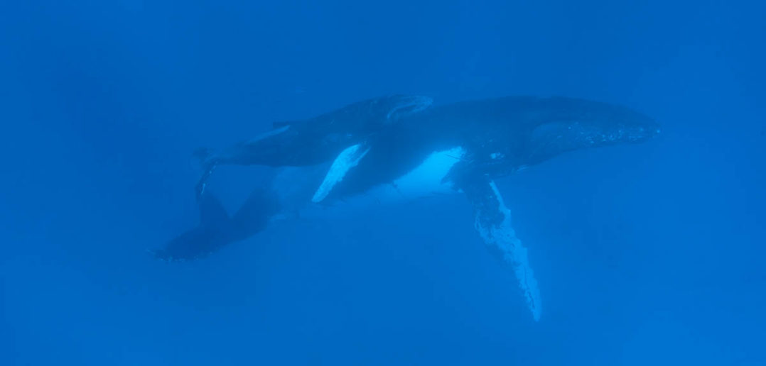 diving-comoros