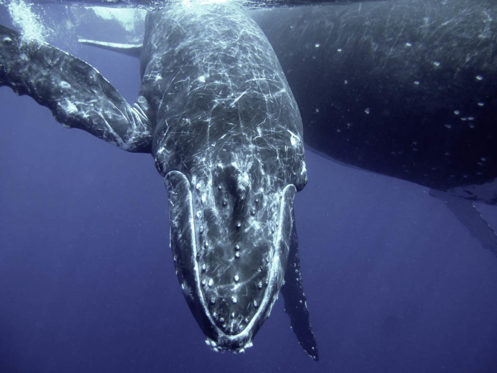 Humpback Whale