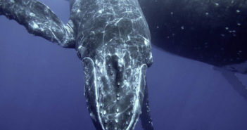 Humpback Whale