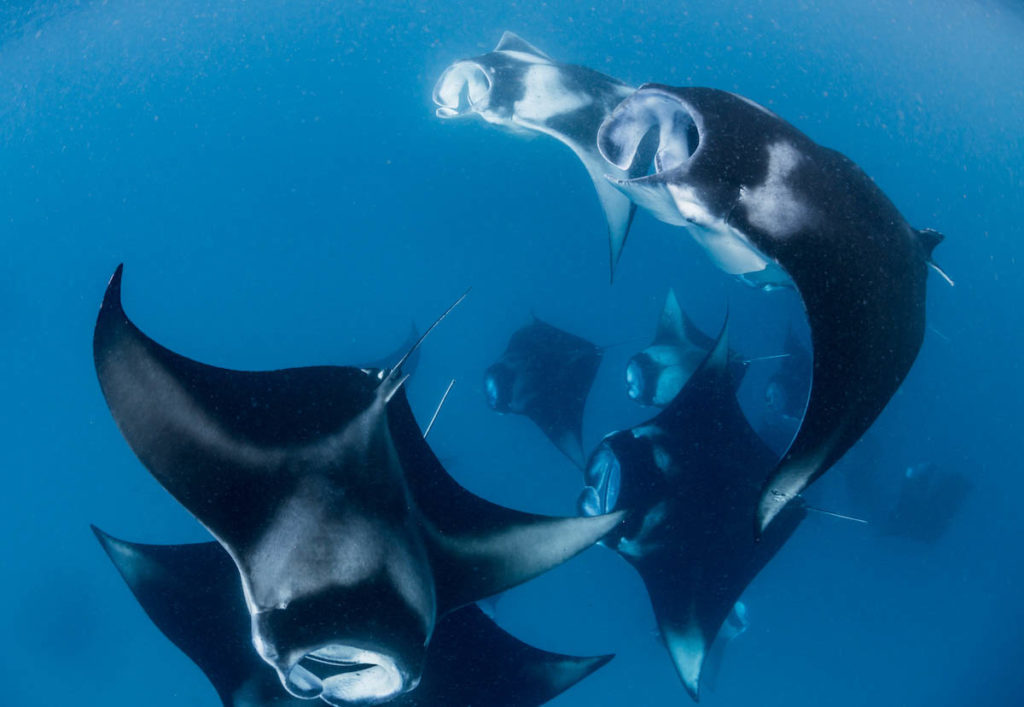 Manta Rays in Hanifaru bay