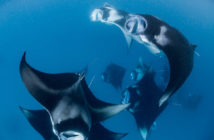 Manta Rays in Hanifaru bay