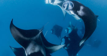 Manta Rays in Hanifaru bay