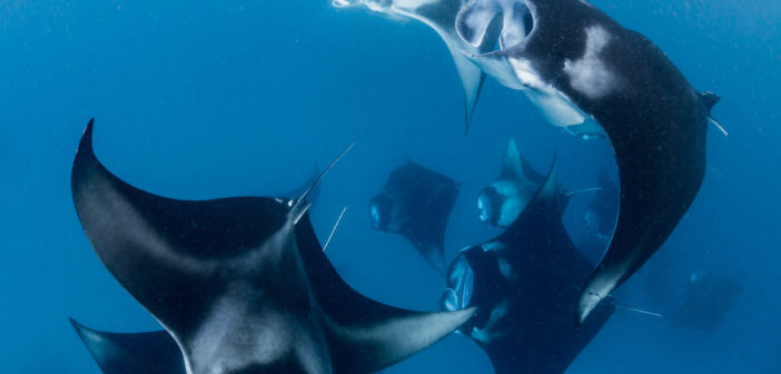 Manta Rays in Hanifaru bay