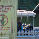 shark-dive-chantelle