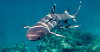 shark-snorkel