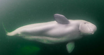 Snorkeling with Beluga Whales in Hudson Bay