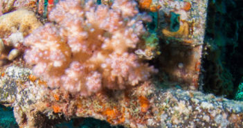 Underwater Photography Tips from Ran Mor Ran Mor