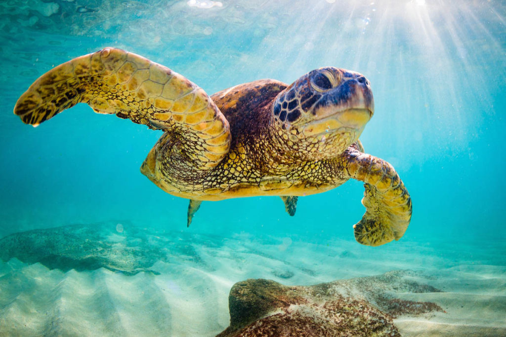 An endangered Hawaiian Green Sea Turtle cruises in the warm wate