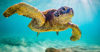 An endangered Hawaiian Green Sea Turtle cruises in the warm wate