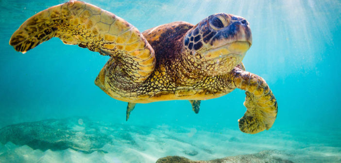 An endangered Hawaiian Green Sea Turtle cruises in the warm wate