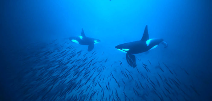 Orca